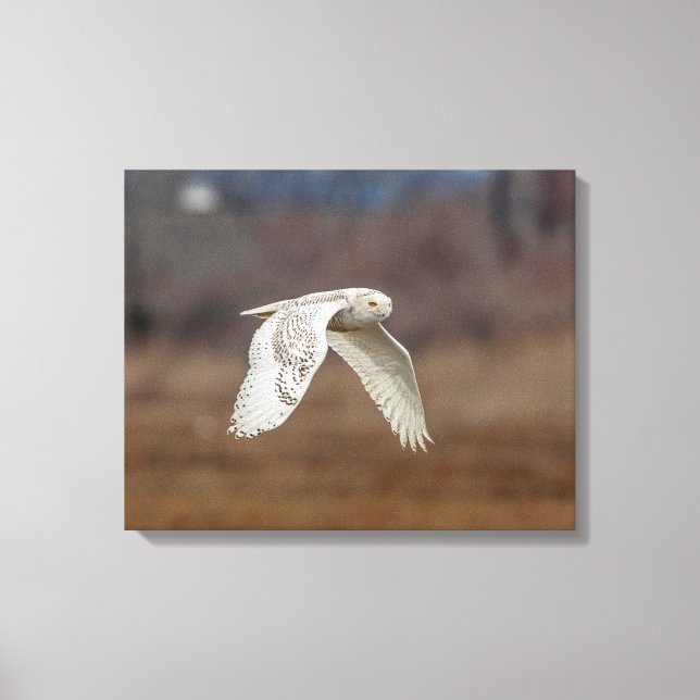 20x16 Schneeeule im Flug Leinwanddruck (Vorderseite)