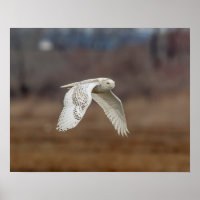 20x16 Schneeeule im Flug