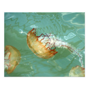 20X16 Sea Nettle Jellyfish Fotodruck