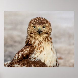 20x16 Ungetane Rotschwanzfalken auf dem Boden Poster