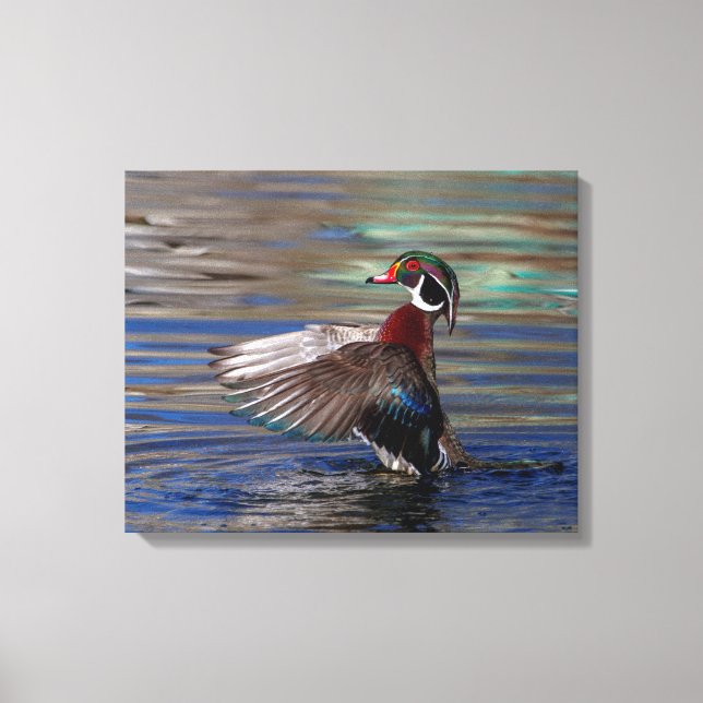20x16 Wing Flapping Wood Duck Leinwanddruck (Vorderseite)