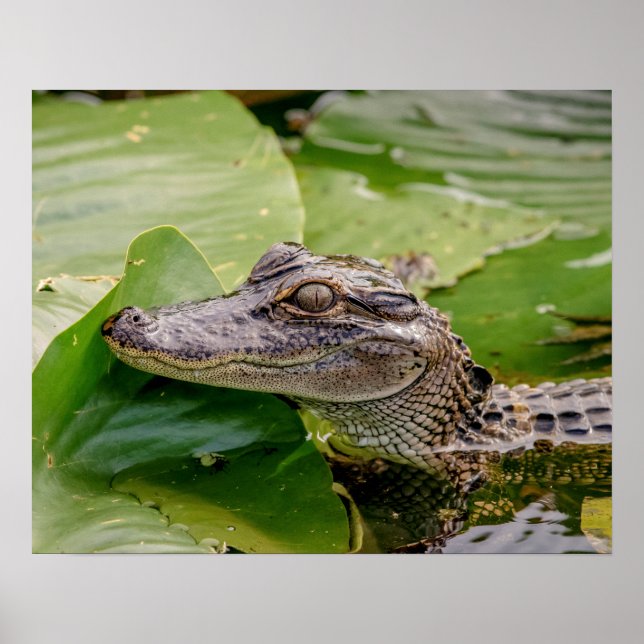 20x16 Young Alligator Poster (Vorne)