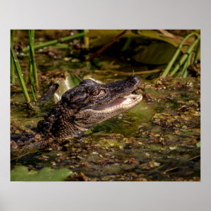 20x16 Young Alligator Poster