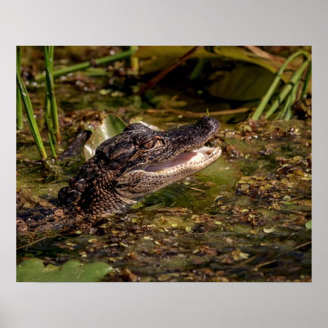 20x16 Young Alligator Poster (Vorne)