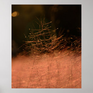 20x24 Pink Muhly Jeju-do Südkorea Fotodruck Poster