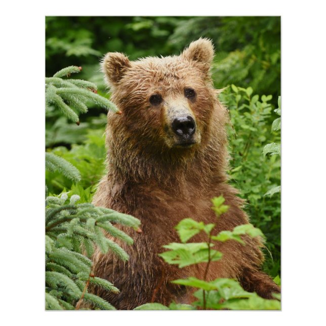 20x25 Poster (Glossy Finish) des Grizzlybären (Vorderseite)