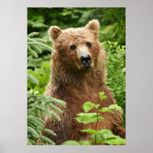 20x28 Poster (Matte) mit Grizzlybär