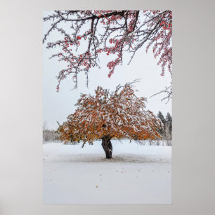 20x30-Wall-Poster Poster