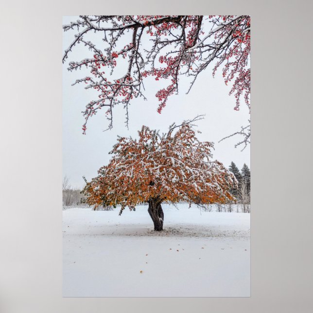 20x30-Wall-Poster Poster (Vorne)