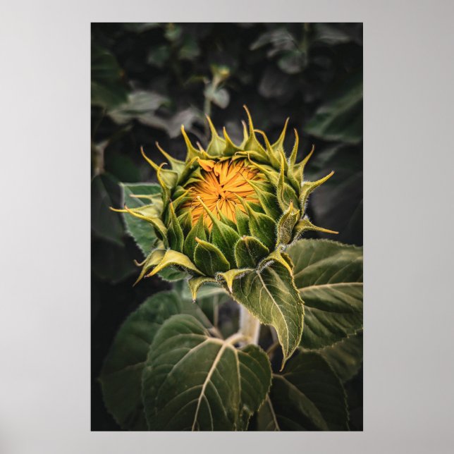 20x30-Wall-Poster Poster (Vorne)