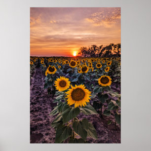 20x30-Wall-Poster Poster