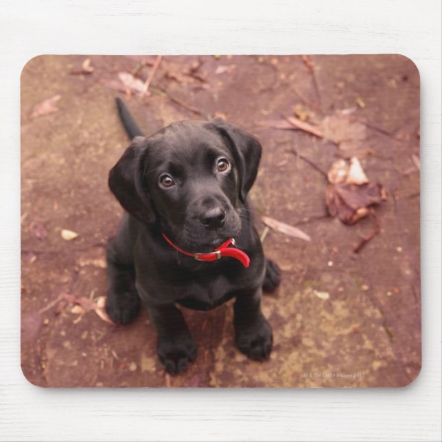 21 Wochen altes schwarzes Labor Mousepad (Vorne)