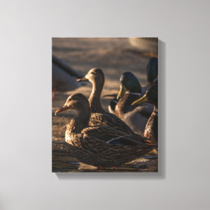 2318-Mallard-Enten Leinwanddruck