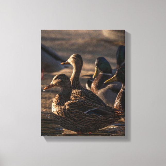 2318-Mallard-Enten Leinwanddruck (Vorderseite)