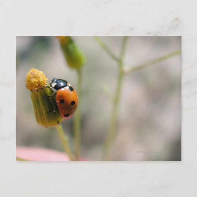 24102385 POSTKARTE (Vorderseite)