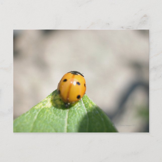24102386 POSTKARTE (Vorderseite)