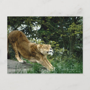 24114343 POSTKARTE