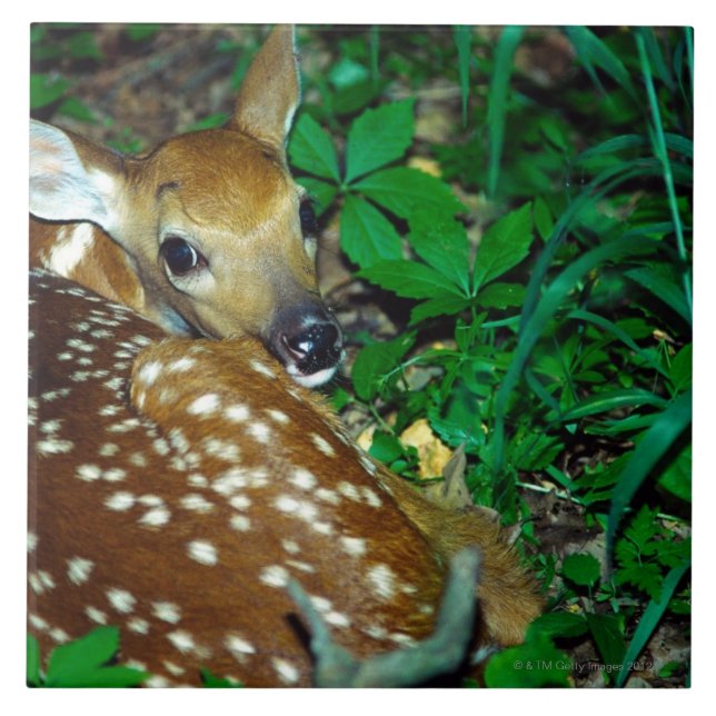 24114390 FLIESE (Vorderseite)