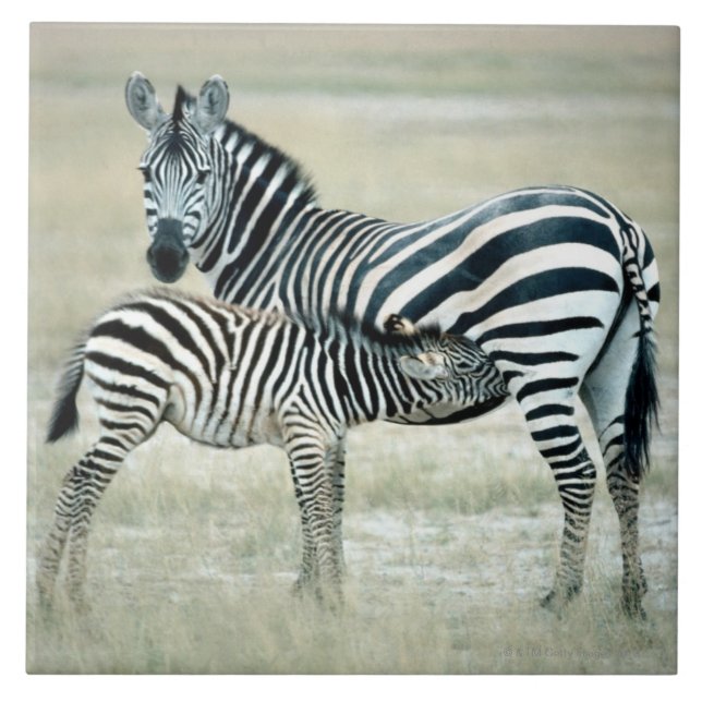 24114480 FLIESE (Vorderseite)