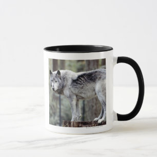 24114488 TASSE