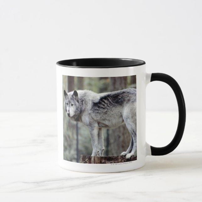 24114488 TASSE (Rechts)