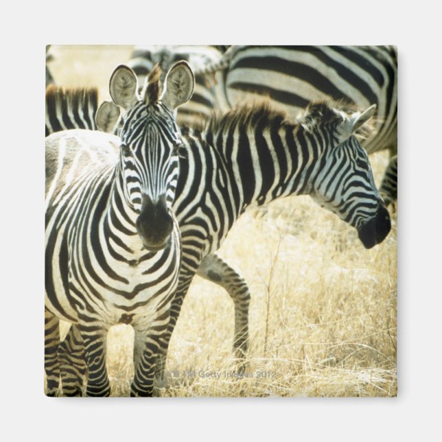 24123844 MAGNET (Vorne)