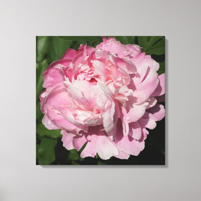 24"x24" Rosa Peony Leinwanddruck (Vorderseite)