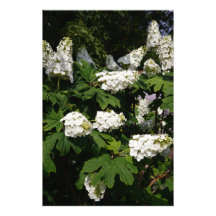 24"x36" Oakleaf Hydrangea