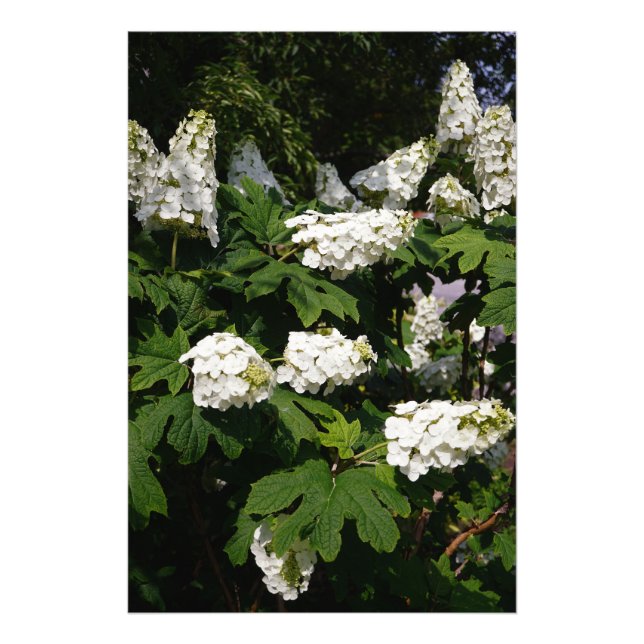 24"x36" Oakleaf Hydrangea Fotodruck (Vorne)