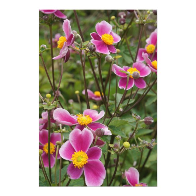 24"x36" rosa Anemonen Fotodruck (Vorne)