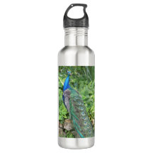 24oz Edelstahlflorida Pfau Wasserflasche