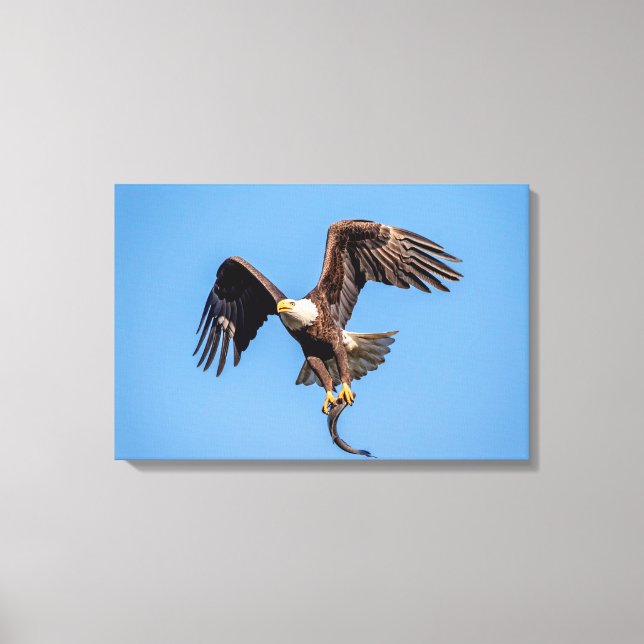 24x16 Adler mit Fisch Leinwanddruck (Vorderseite)