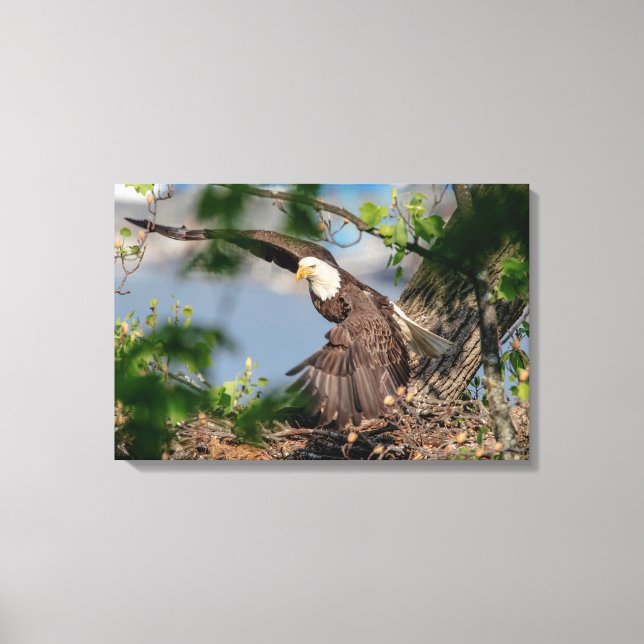 24x16 Bald-Adler verlassend Nest Leinwanddruck (Vorderseite)