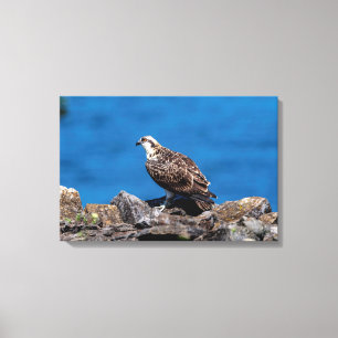 24x16 Osprey auf den Felsen Leinwanddruck