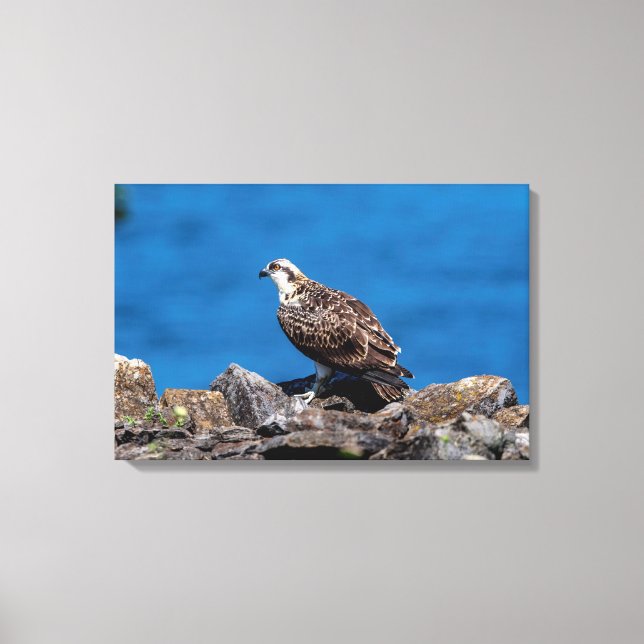24x16 Osprey auf den Felsen Leinwanddruck (Vorderseite)