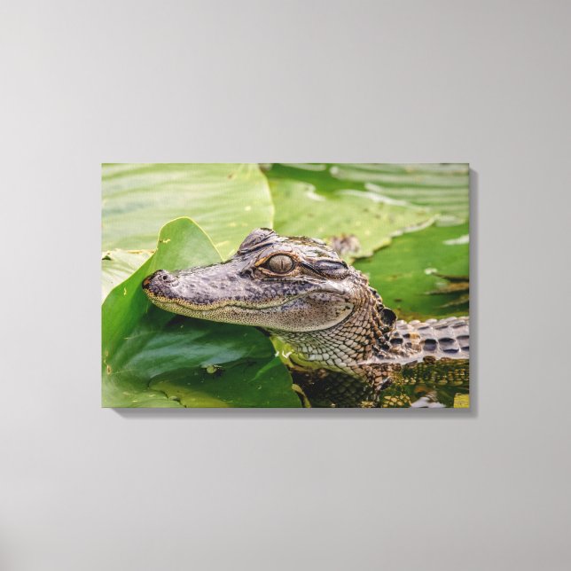 24x16 Young Alligator Leinwanddruck (Vorderseite)