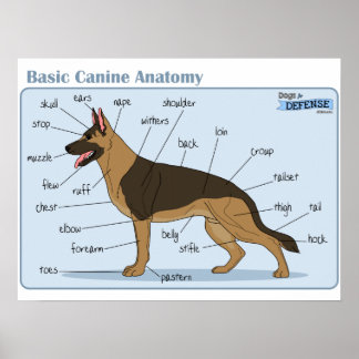 24x18 Canine Anatomie Poster