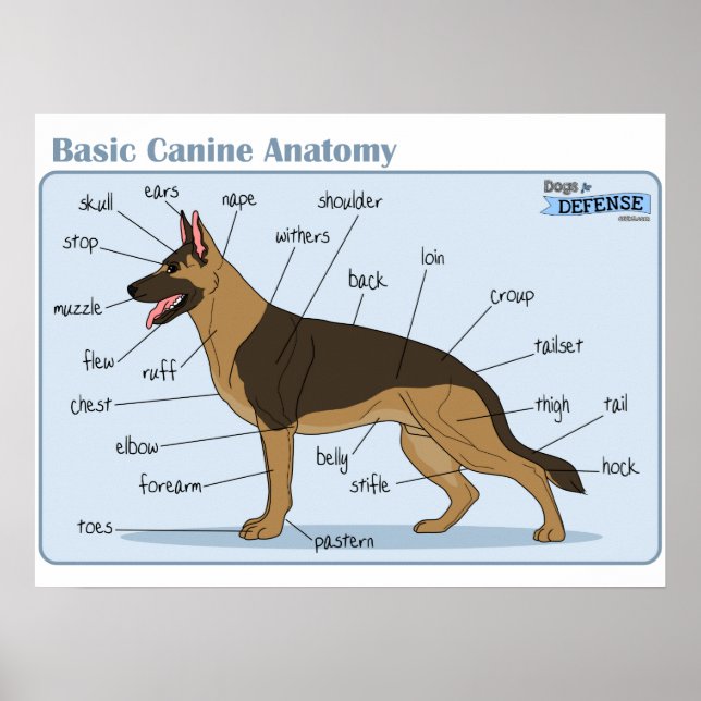 24x18 Canine Anatomie Poster (Vorne)