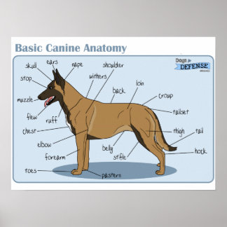 24x18 Canine Anatomie Poster