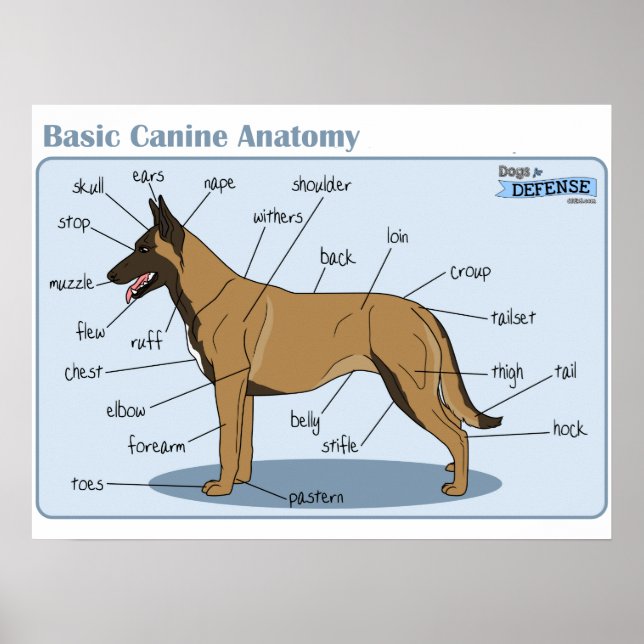 24x18 Canine Anatomie Poster (Vorne)