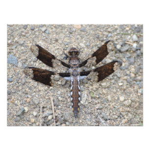 24X18 Dragonfly - Ein gemeinsamer Weißer-Schwanz Fotodruck