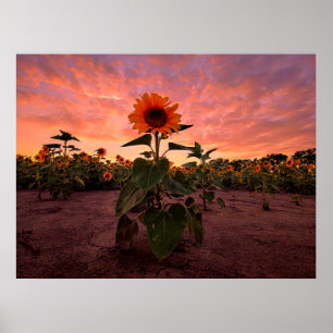 24x18-Wall-Poster Poster