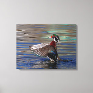 24x18 Wing Flapping Wood Duck Leinwanddruck