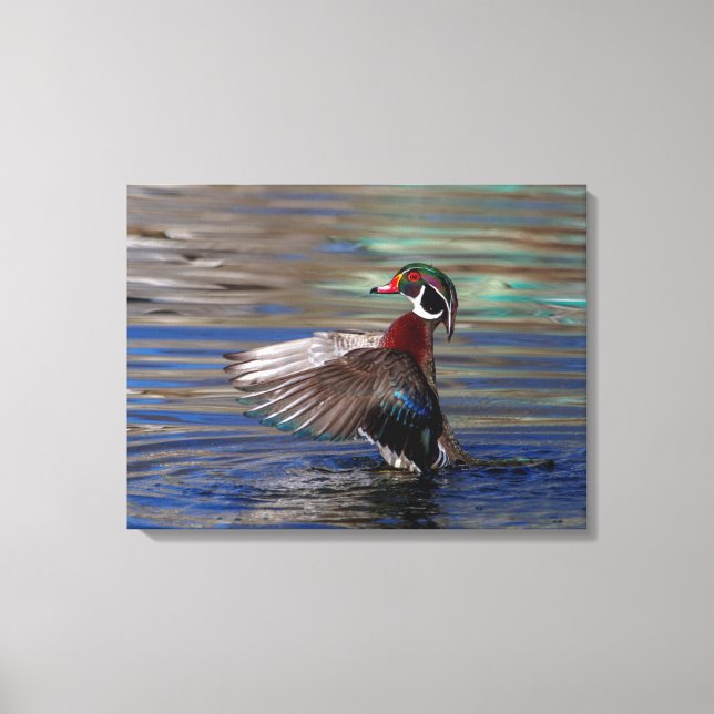 24x18 Wing Flapping Wood Duck Leinwanddruck (Vorderseite)