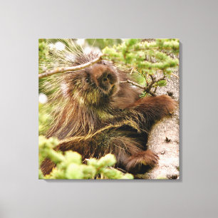 24x24 gepanzerte Canvas (Glanz) mit porcupine Leinwanddruck