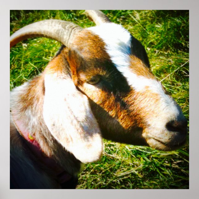 24x24 mattes Poster. Ziege. Personalisiere! Poster (Vorne)