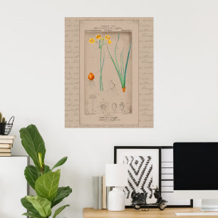 24X30 Französisch Botanische Illustration Daffodil Poster