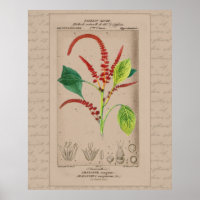 24X30 Französische botanische Illustration Amarant