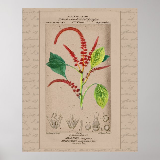 24X30 Französische botanische Illustration Amarant Poster (Vorne)