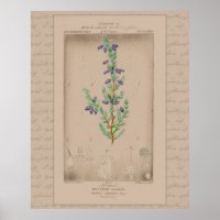 24X30 Französische botanische Illustration Bell He